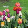 Blumenzwiebel Mix 'Fr�hlingsleuchten', Blumenzwiebelmischung, Krokus (Crocus vernus) Grossblumiger Krokus 'Remembrance', Tulpen (Tulipa- Sorten) Tulpensorten Einfache fr�he Tulpe 'Prinses Irene',  Papageien Tulpe, Lilienbl�tige Tulpe 'Me