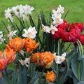 Blumenzwiebel Mix 'Osterfeuer', Blumenzwiebelmischung, Narcissus jonquilla Narzisse Jonquilla 'Bell Song? Tulpe Tulipa Gef�llte Tulpe ?Red Princess?, Gef�llte Tulpe ?Orange Princess?, Grossblumiger Krokus (Crocus vernus) 'Jeanne d'Arc'' , 