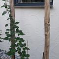 Brombeere Navaho� The Big Easy�, Rubus fruticosus