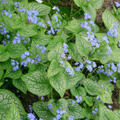 Brunnera macrophylla 'Silver Star', Kaukasus Vergissmeinnicht