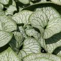 Brunnera macrophylla 'Jack Frost' (R)