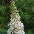 Schmetterlingsflieder, Schmetterlingsstrauch 'White Profusion', Buddleja davidii 'White Profusion' 