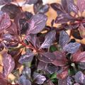 Berberis thunbergii 'Pink Queen' mit rotmelierten Bl�ttern