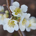CHAENOMELES speciosa 'Nivalis', Zierquitte, korr