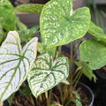 Buntblatt, Caladium Candidum, Blattschmuckpflanze