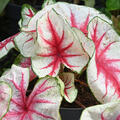 Buntblatt, Caladium 'Fiesta'