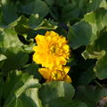 Caltha palustris 'Multiplex'