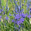 Camassia Maybelle, Pr�rielilie