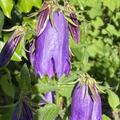 Campanula punctata 'Sarastro', Campanula punctata 'Sarastro'