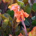 Canna indica 'Durban', Blumenrohr