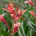 Canna indica Stuttgart, Blumenrohr, panaschiertes Laub