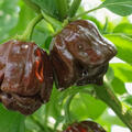 Freilandchili OpenSky� 'Scotch Bonnet Chocolate'