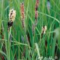 Carex acutiformis, Staude, P�ppel