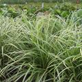 Carex morrowii 'Ice Dance'