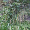 Carex pendula