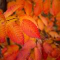 Carpinus betulus 'Rockhampton Red'