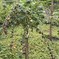Cassissima� Hochstamm Blackbells�, Ribes nigrum