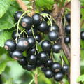 Lubera� Cassissima� Nimue�