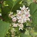 Catalpa bignonioides 'Aurea', Gold-Trompetenbaum, Lubera, Trompetenbaum in voller Bl�¼te 