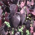 Kanadischer Judasbaum 'Ruby Falls' (Cercis canadensis)