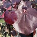Cercis canadensis Merlot, Judasbaum, BZ