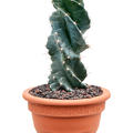 Cereus jamacaru var. 'Spiralis', im 20cm Topf, H�he 45cm, Breite 12cm