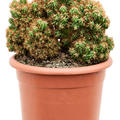 Cereus peruvianus 'Monstrosus', Tuff, im 17cm Topf, H�he 30cm, Breite 20cm