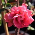 Chinesische Zierquitte 'Pink Storm'� (Chaenomeles Pink Storm�)
