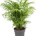 Chamaedorea elegans, Busch, im 19cm Topf, H�he 60cm, Breite 40cm