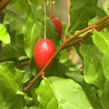 Pointilla 'Cherrific Big', Elaeagnus multiflora