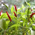 Chili 'de Cayenne', Capsicum annuum 'de Cayenne'