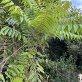 Chinesischer Gem�sebaum, Toona  sinensis