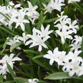 Sternhyazinthe 'Alba'