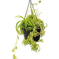 Chlorophytum comosum 'Bonnie', Ampel (40-50), im 20cm Topf, H�he 50cm, Breite 45cm