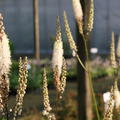 Cimicifuga racemosa var. cordifolia