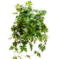 Cissus rhombifolia 'Ellen Danica', Ranker, im 17cm Topf, H�he 40cm, Breite 35cm