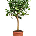 Citrus aurantifolia 'Green lime', Stamm, im 21cm Topf, H�he 65cm, Breite 35cm