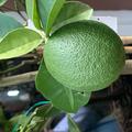 Blutorange, Blutorange 'Moro', Citrus sinensis 'Moro'
