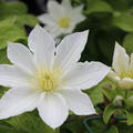 Waldrebe 'Apollonia' - Bl�ten