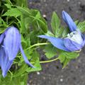 Clematis 'Francis Rivis' die mittelblauen Bl�ten