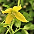 Clematis tangutica, Waldrebe