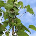 Gr�nes Laub der Clematis Hybride Kiri Te Kanawa