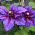 Clematis Violette Bl�te