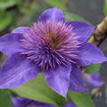 Clematis Multi Blue