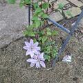 Clematis, Waldrebe 'Nelly Moser', Clematis Hybride Nelly Moser