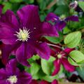 Clematis Hybride Niobe bl�ht rot
