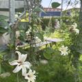 Clematis, Waldrebe 'Princess Kate�', Clematis texensis Princess Kate�