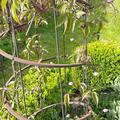 Clematis, Waldrebe 'Rubens', Clematis montana var. rubens