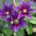 Clematis, Waldrebe 'Varenne'
