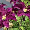Waldrebe 'Warszawska Nike' grosse Clematis-Bl�ten 